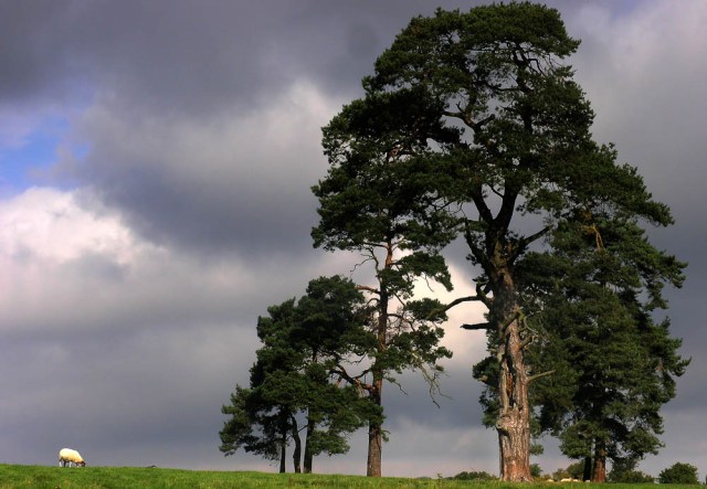 Pine Tree and Sheep