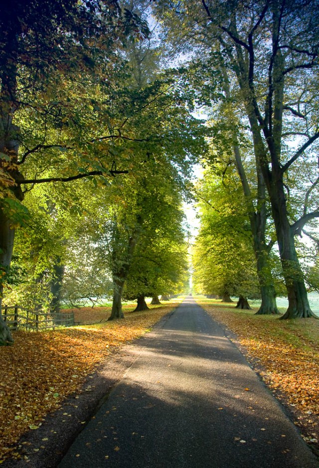Tree lined road to Calke Abbey