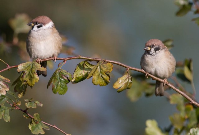 Two Tree Sparrow - Passer montanu - on a branch - Calke