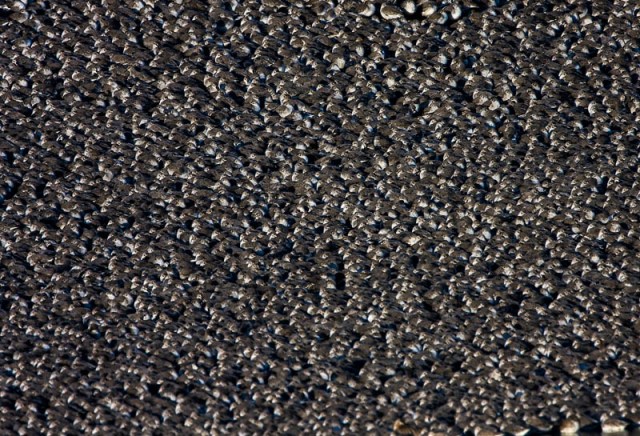 Huge Crowd of Knot - Calidris canuta - Snettisham
