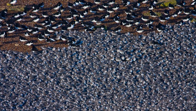 Huge Crowd of Knot - Calidris canuta and Oyster Catcher - Haemat