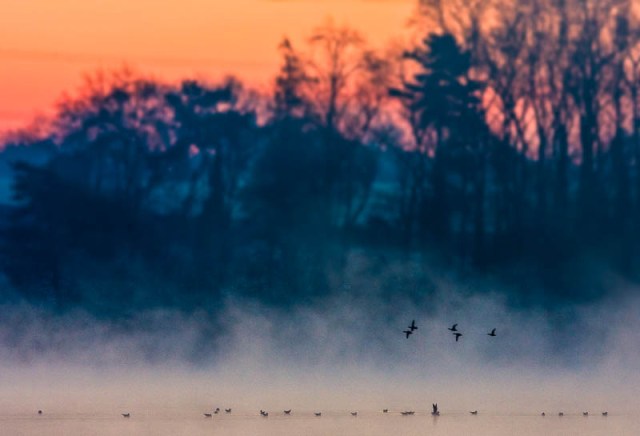 Birds on water at Dawn - Swithland