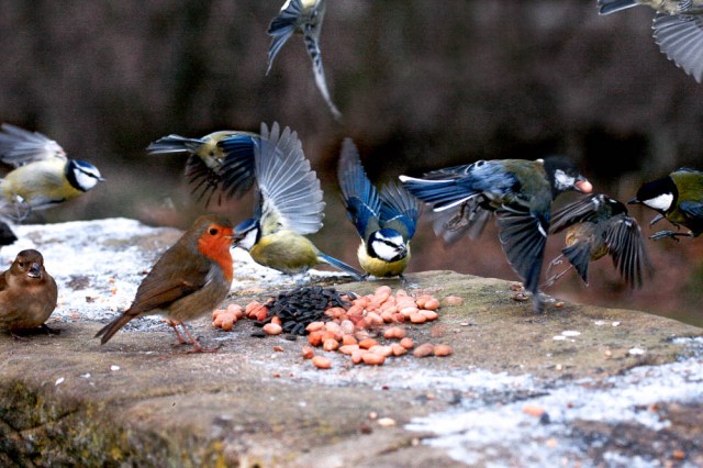 Birds Feeding on a wall - Calke