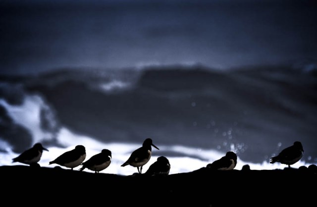 Oyster Catchers - Seahouses