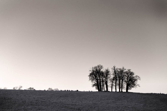 Copse - Calke Abbey