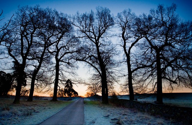 Copse and Road - Calke
