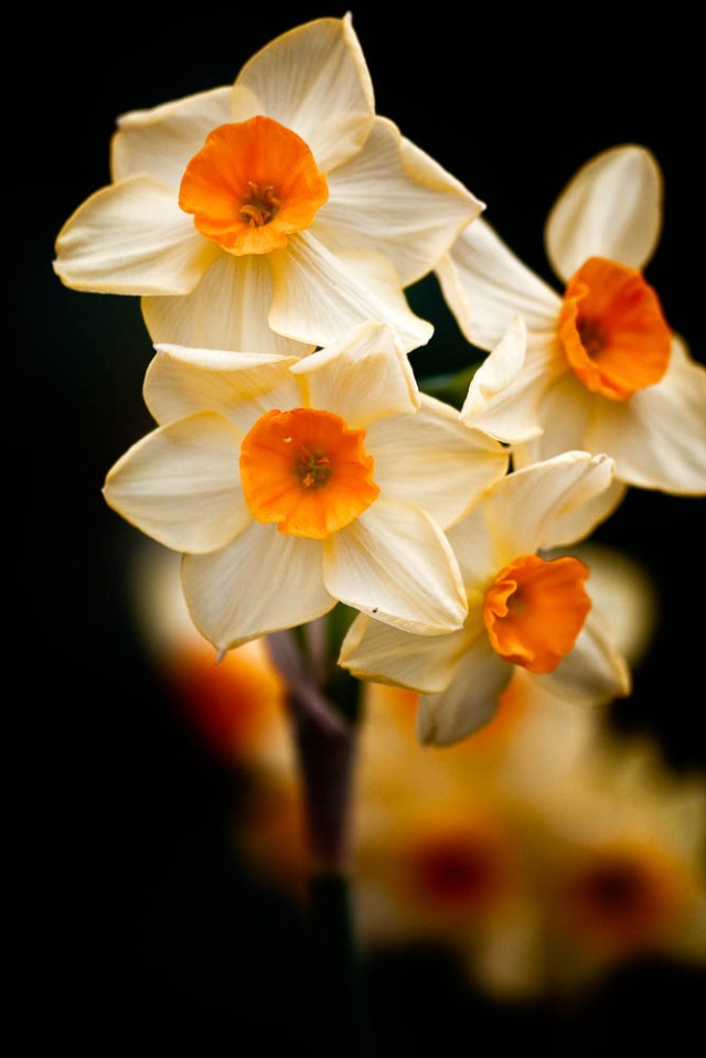 Daffodils - Calke Abbey