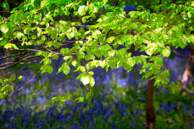 Bluebell Woods - Calke Abbey