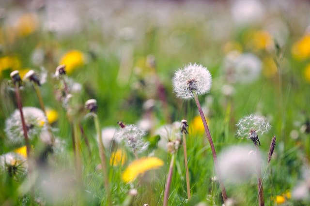 Dandelion seed heads - Calke Abbey