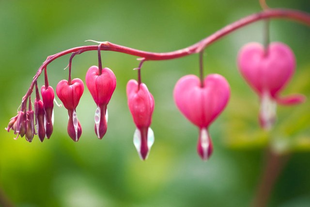 Dicentra spectabilis - Calke Abbey