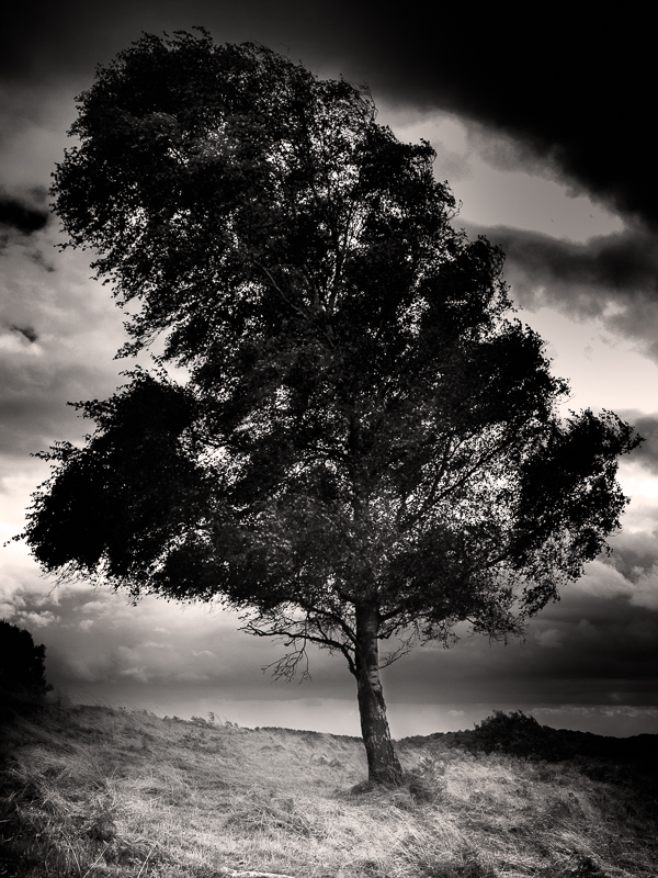 Birch Tree - Beacon Hill