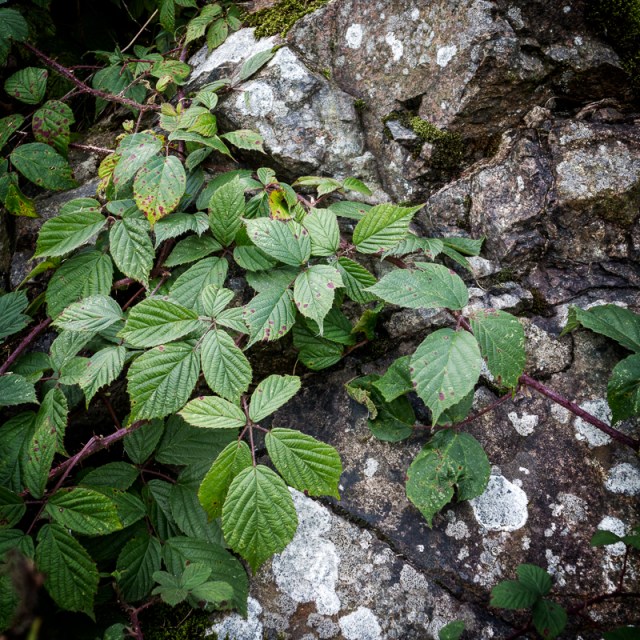 Brambles - Markfield