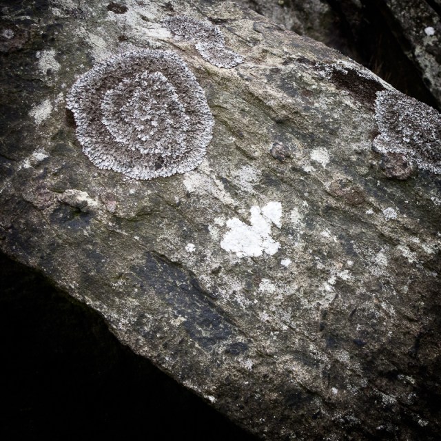 lichen - Markfield