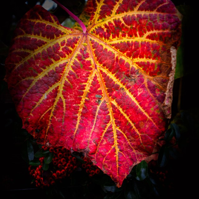 Vine Leaf - Canon G1x