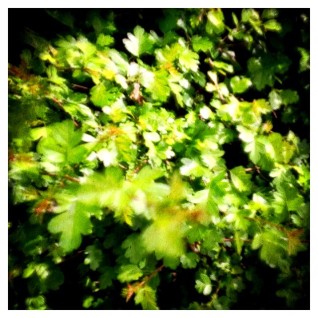 iPhoneography -IMG_001383