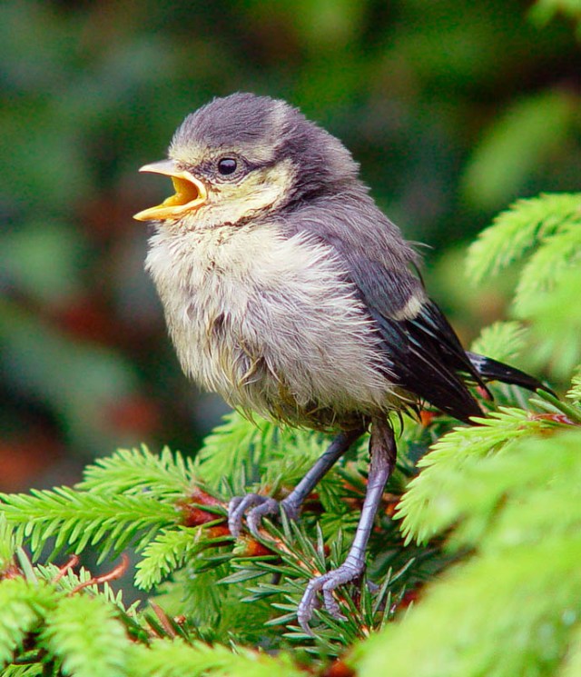 11052005_13771 - Young Blue Tit - Parus Caeruleus - Just after flying the nest - Enderby