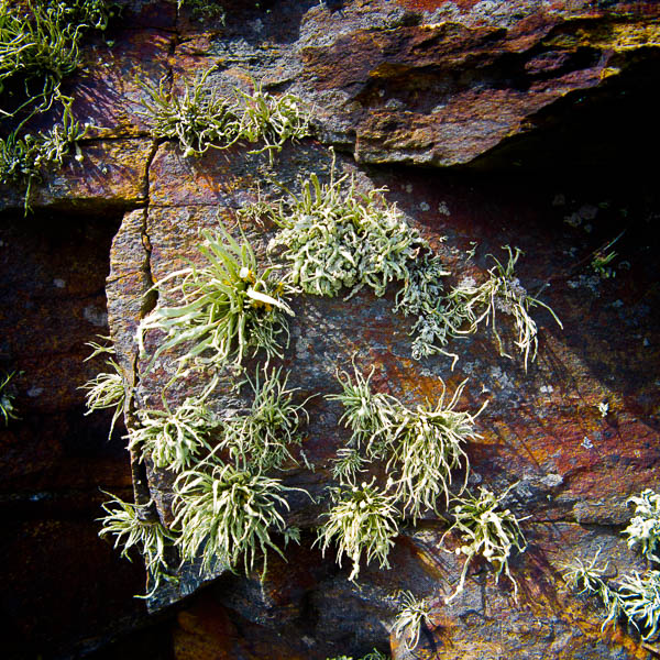 20140621-IMG_2248 - Lichens - Cape Cornwall