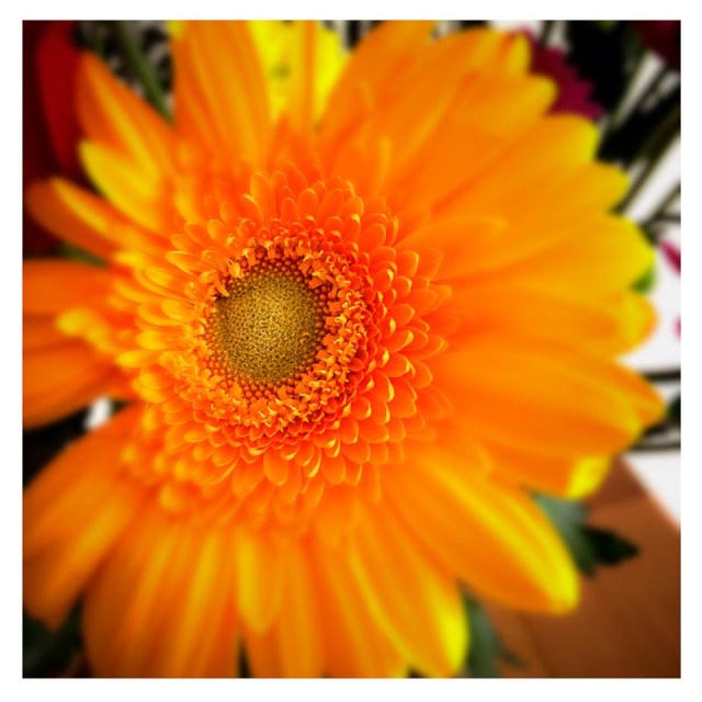 20140703-IMG_001576 (1)- Orange Flower