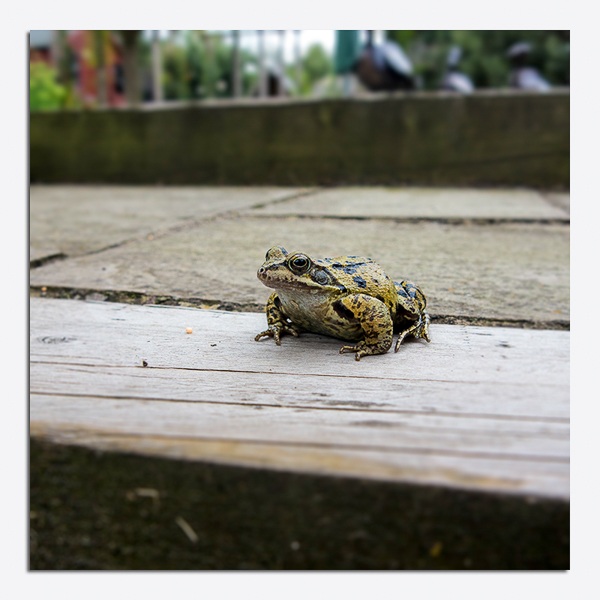 2014-08-01 - IMG_2423 - Common Frogtif - blog