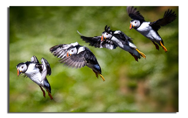 Puffins landing - Skomer - Export