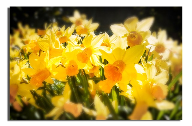 Easter Daffodil No 2