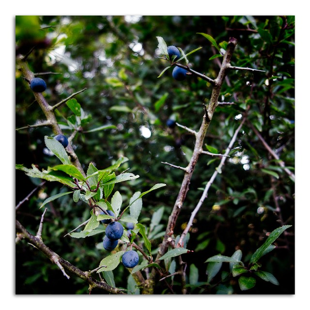 20150910-IMG_4612-Blue Berry