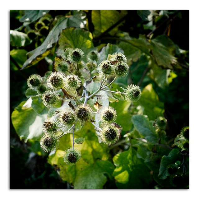 20150910-IMG_4624- Teasel