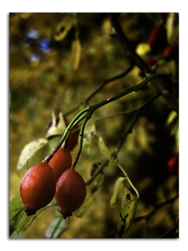 Rose Hips - Braunstone
