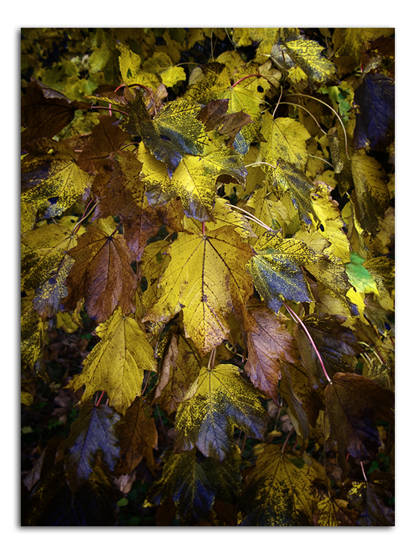 Damp autuminal maple leaves - Enderby