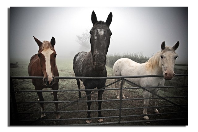 Three Horses - Houghton on the Hill