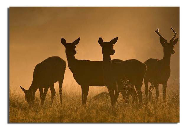 Red Deer - Cervus elaphus - group together in dawn mist