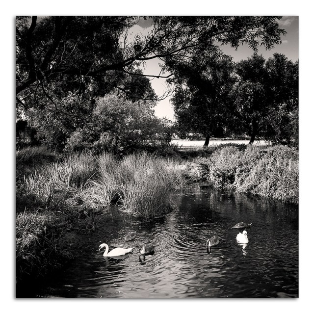 Swans on River Soar