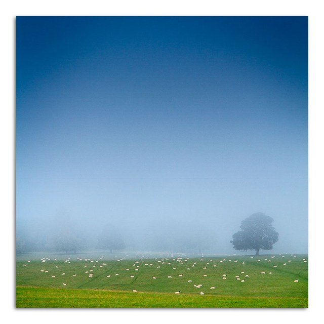 Sheep in Mist