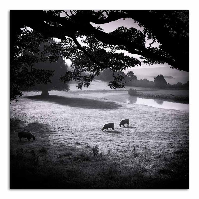 Three Sheep in Field