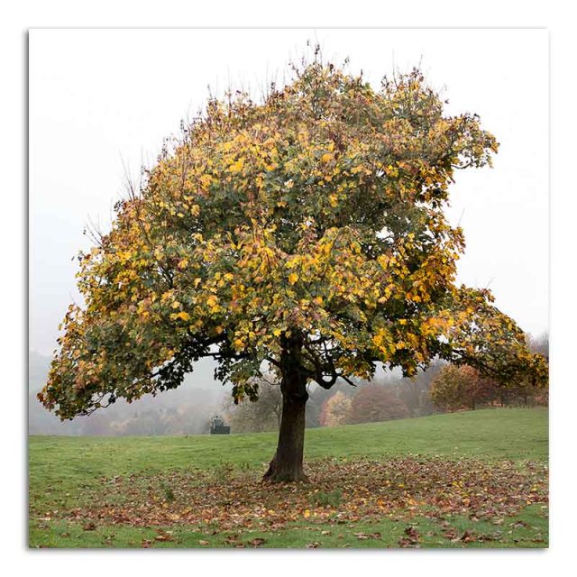 Autumn Tree and Statue