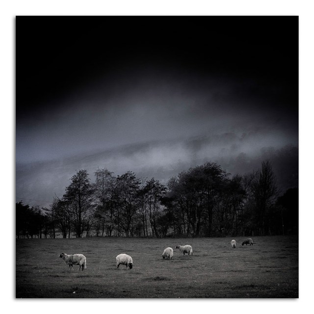 Sheep in Field - Bishopdale