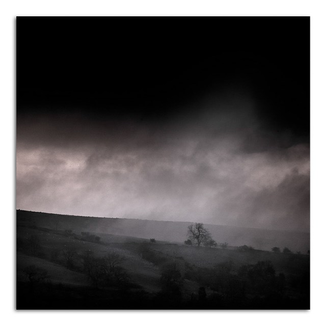 Tree in the Mist - Bishopdale