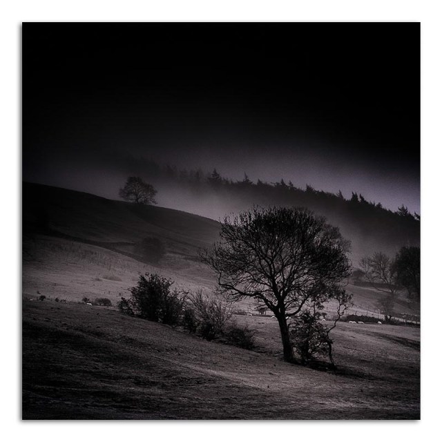Trees in the Mist - Bishopdale