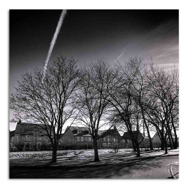 Trees - East Goscote