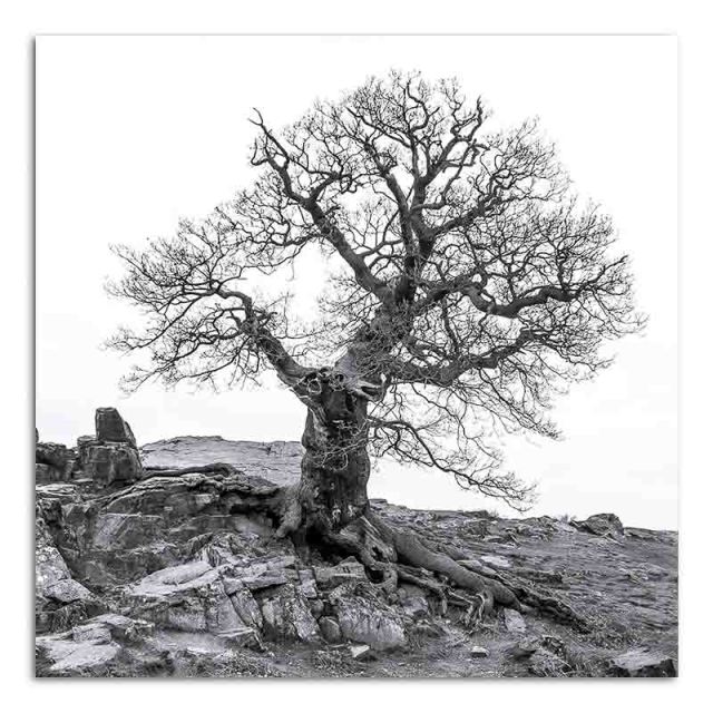 Oak Tree - Bradgate Park