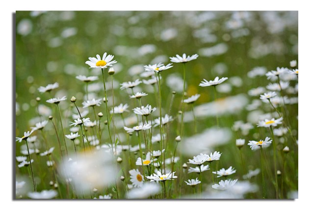 Wild Daises - National Bontanical Gardens of Wales