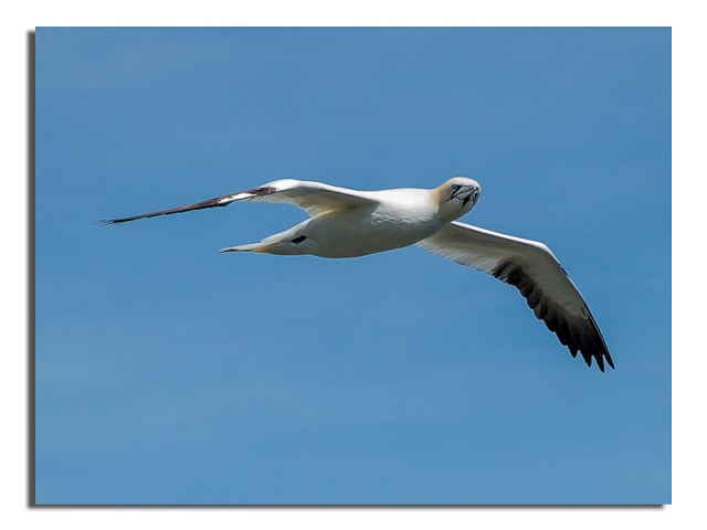 Gannet-2