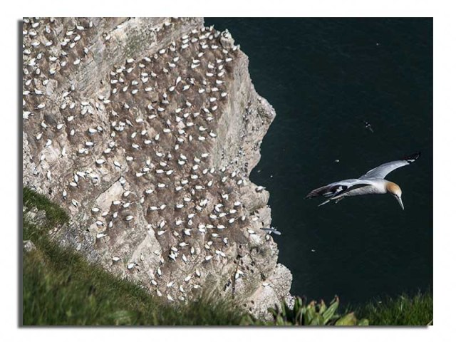 Gannet by Cliffside