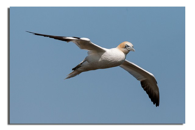 Gannet