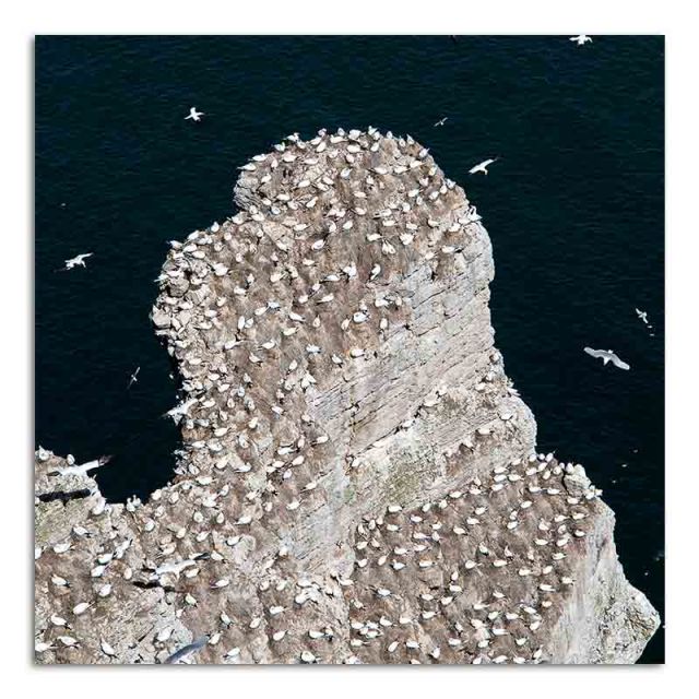 Gannets Nesting