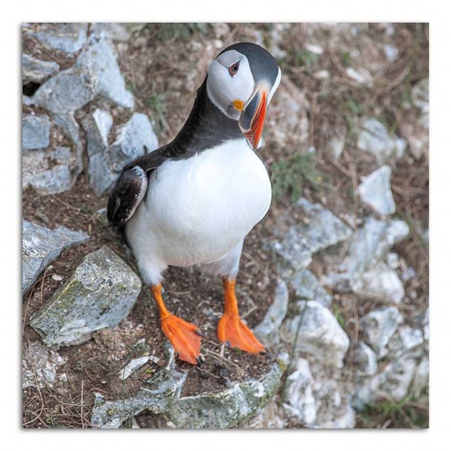 Puffin
