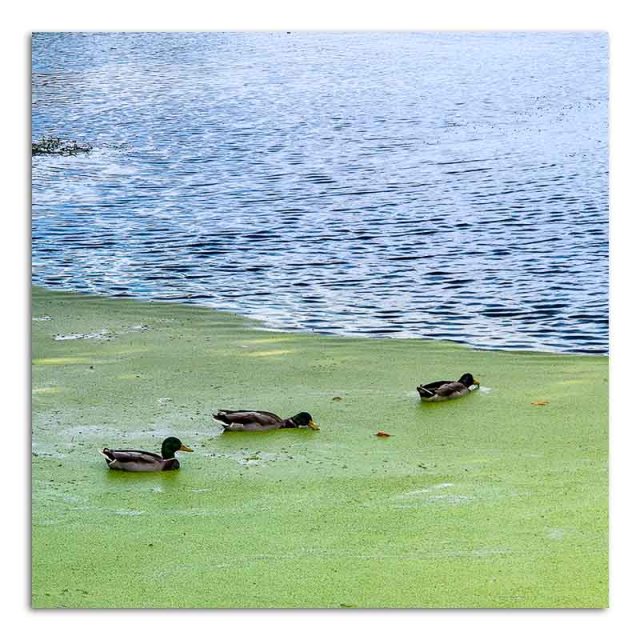 mallards-in-pond