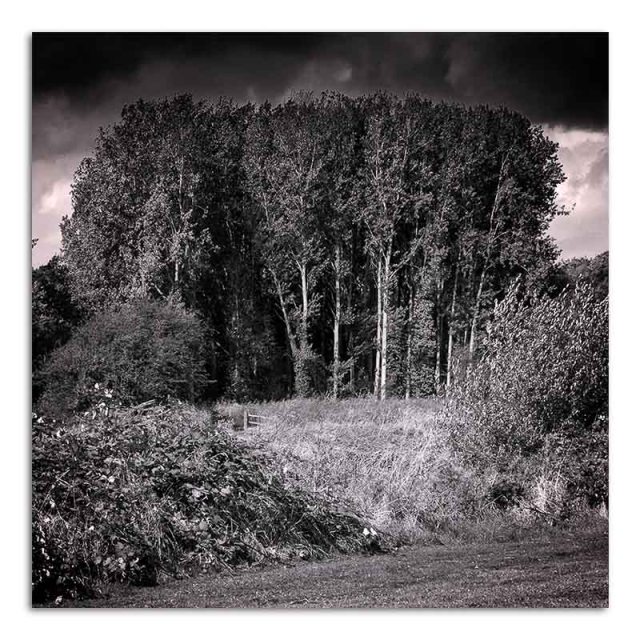 trees-watermead-park-2