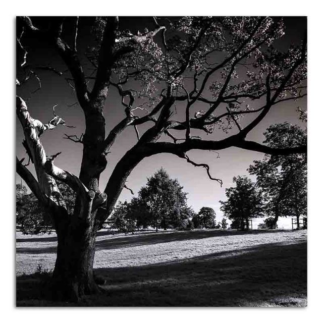 old-tree-benington-hall