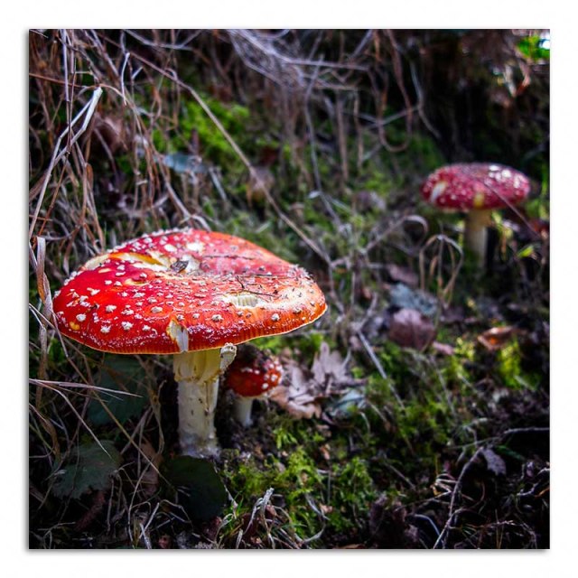 toadstool-hardwick-hall